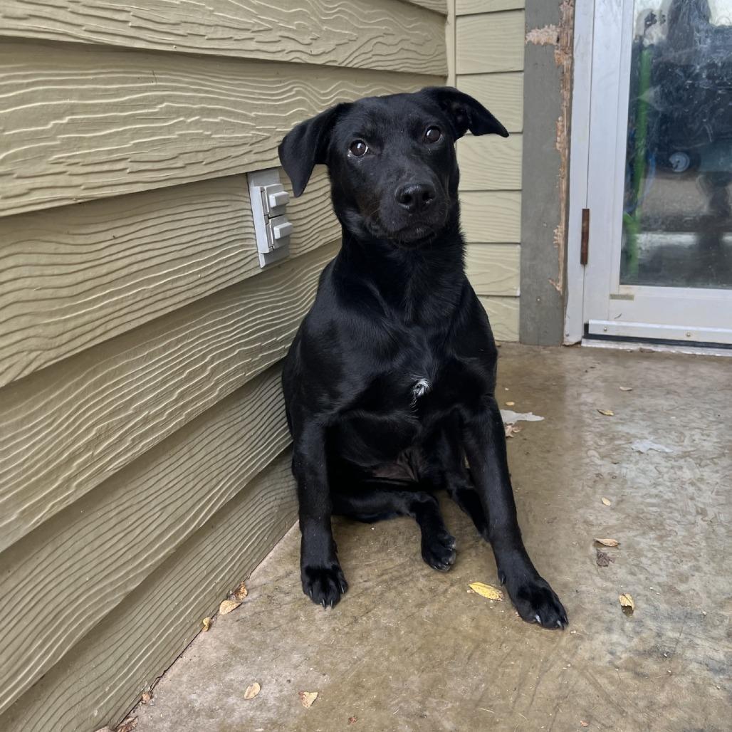Enlarge Dune, a Adoptable Mixed Breed in Fredericksburg, TX image 5/6
