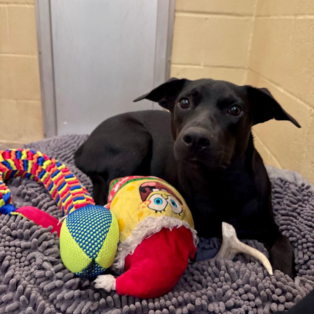 Enlarge Luna, a Adoptable Mixed Breed in Fredericksburg, TX image 5/6