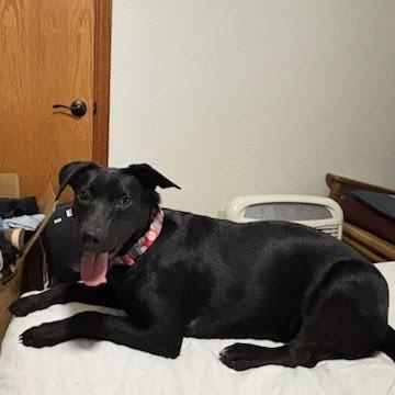 Enlarge Dune, a Adoptable Mixed Breed in Fredericksburg, TX image 5/6