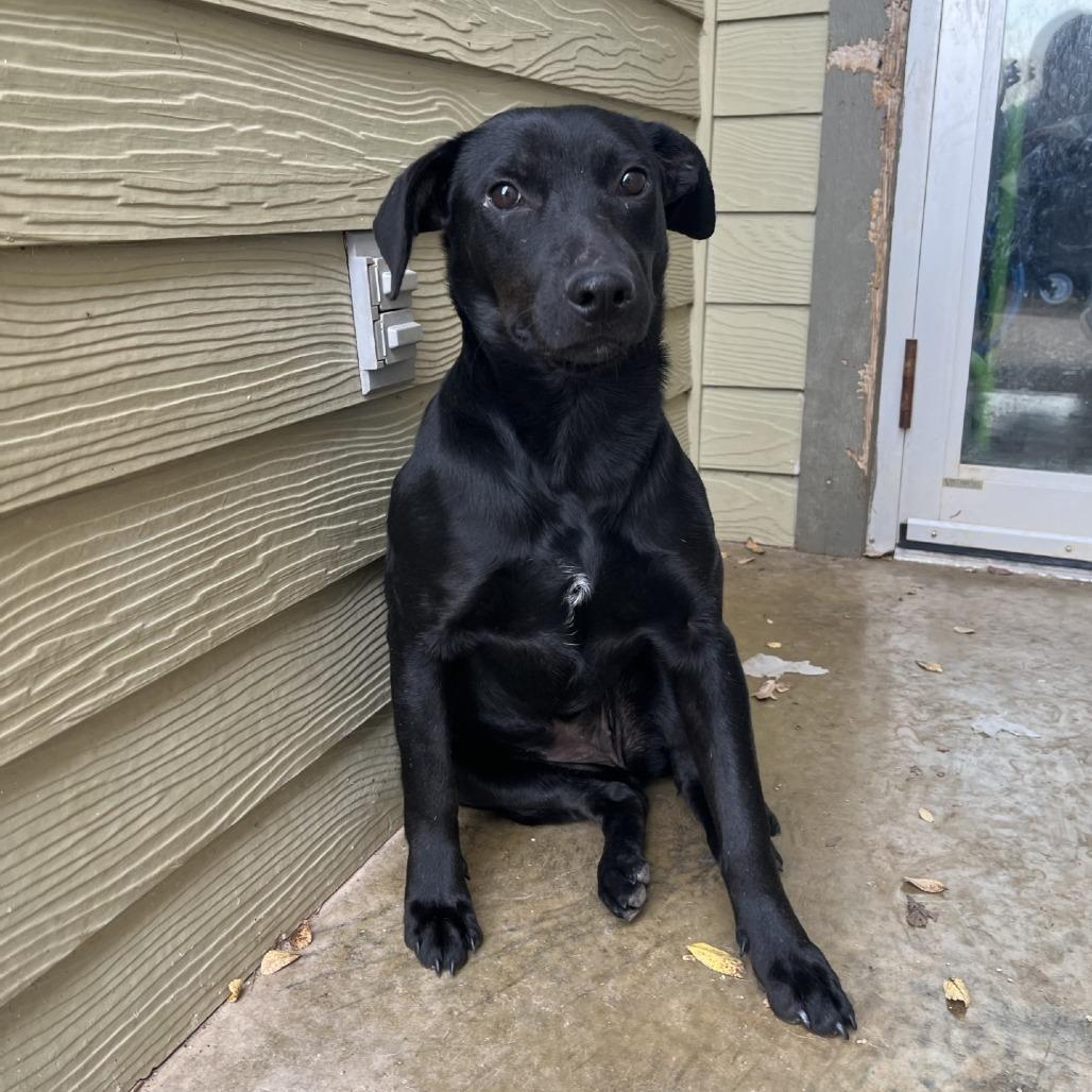 Enlarge Dune, a Adoptable Mixed Breed in Fredericksburg, TX image 6/6