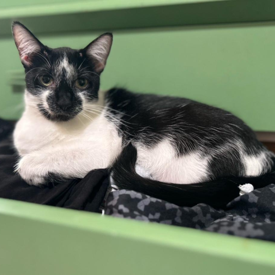 Linda Lemur, Adoptable, Adult Female Domestic Short Hair.