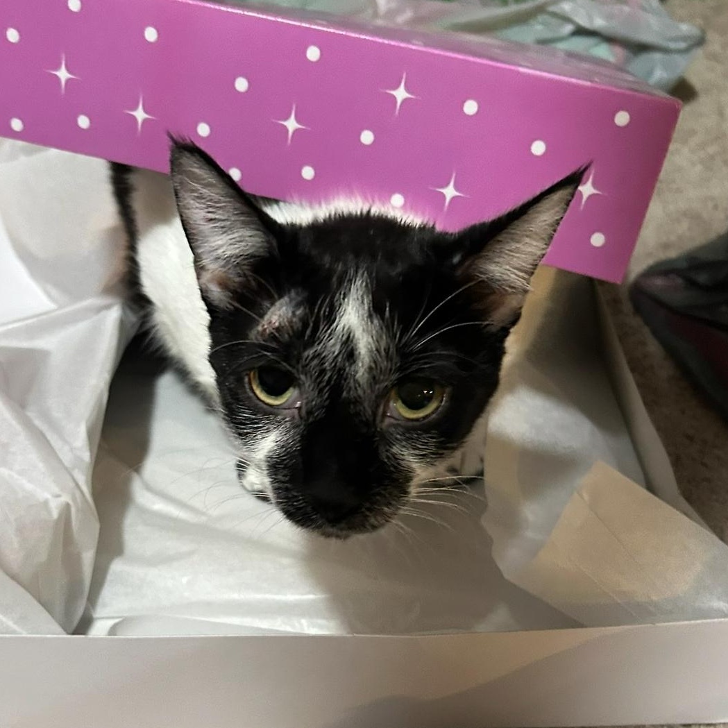 Linda Lemur, a Adoptable Domestic Short Hair in Conway, SC image 3/3