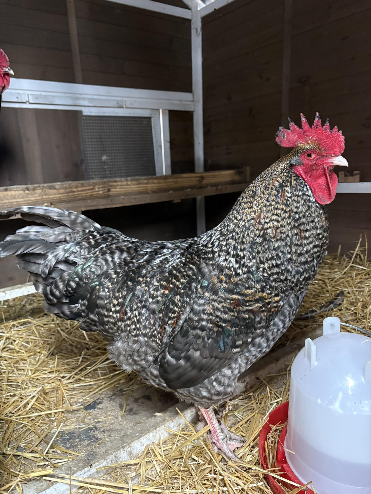 Popcorn, ADOPTABLE, Adult Male Chicken.