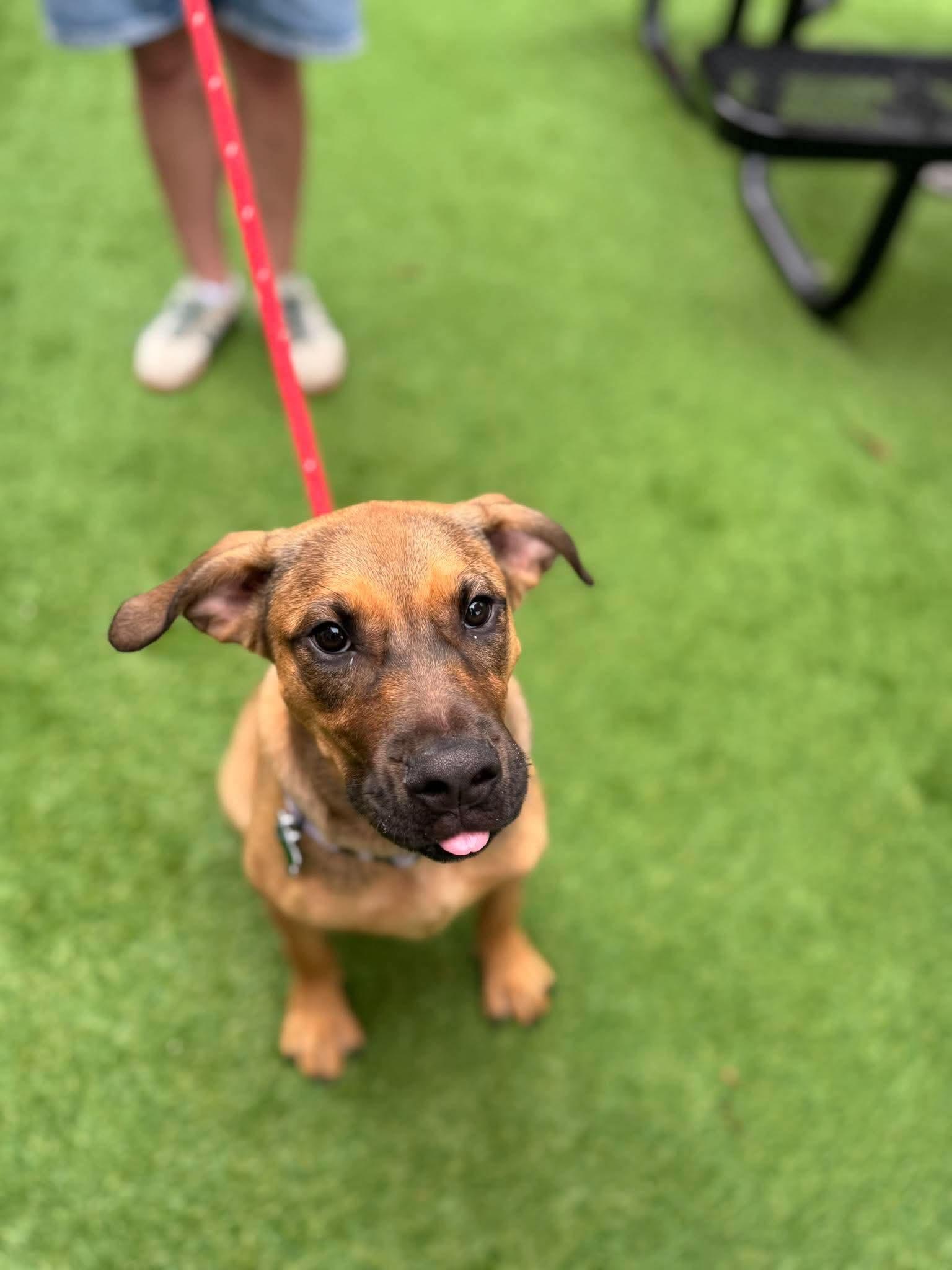 Enlarge Rebecca, a Adoptable Hound in Charlotte, NC image 1/3