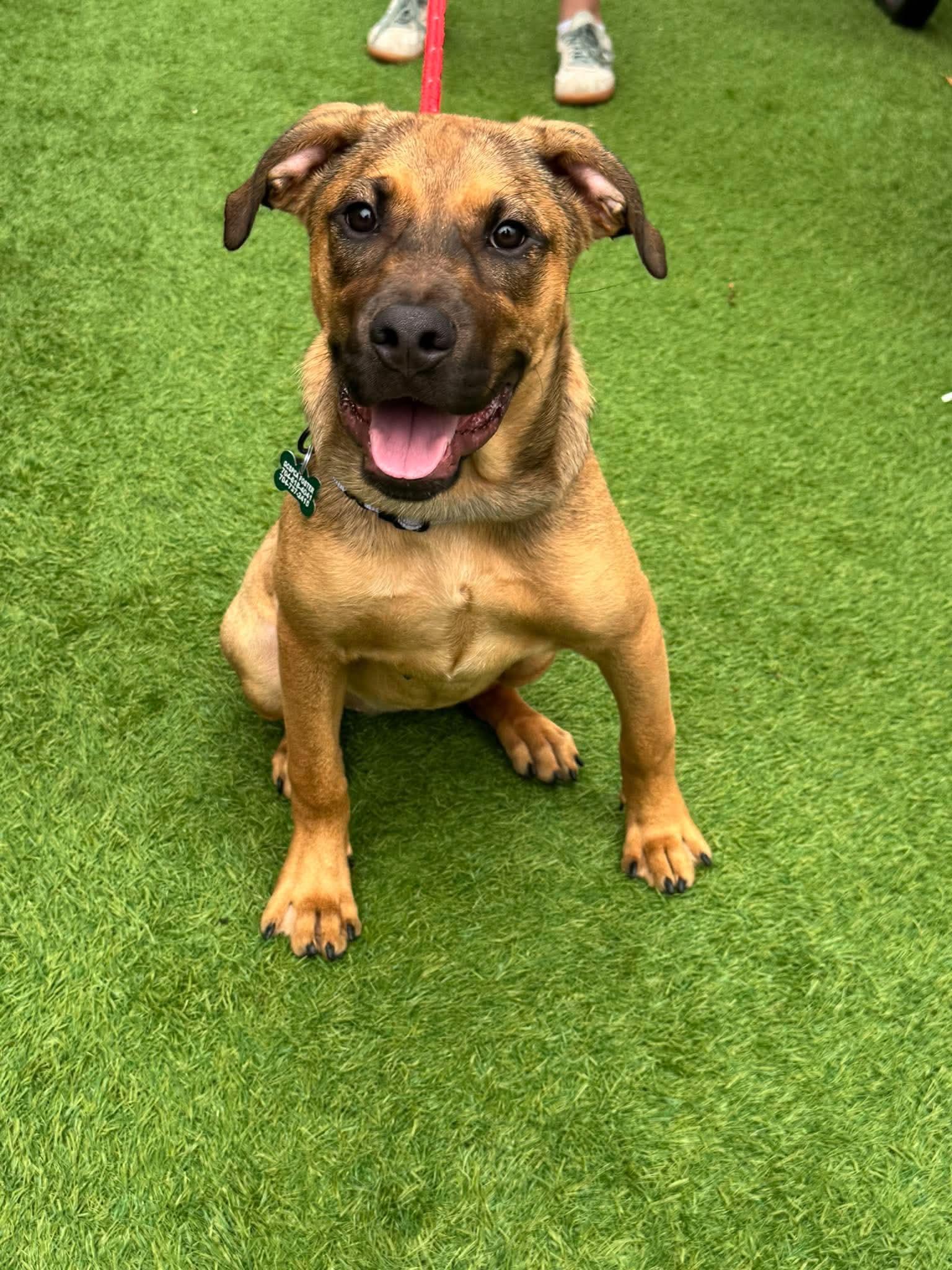 Enlarge Rebecca, a Adoptable Hound in Charlotte, NC image 3/3