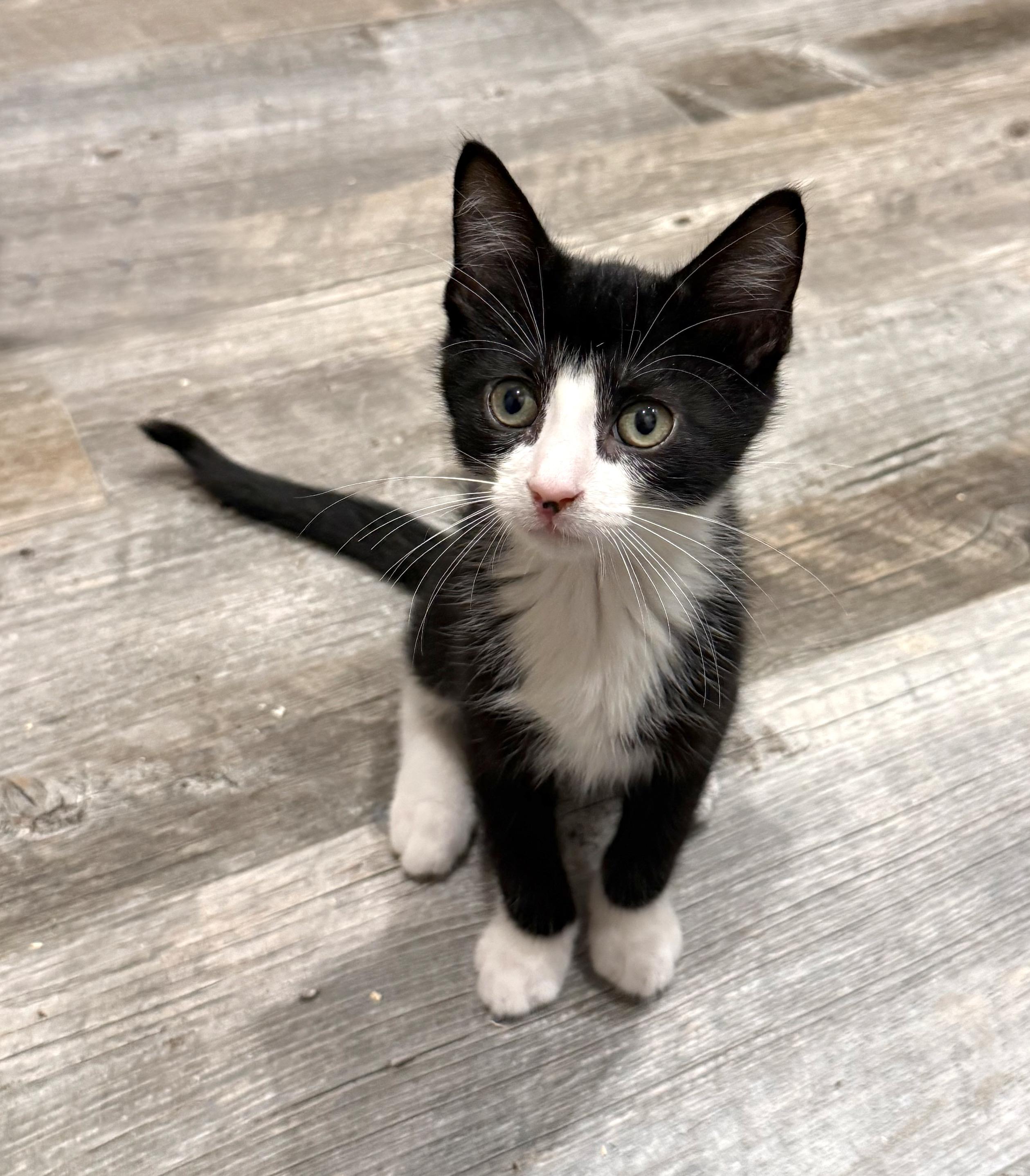 Beau, an adopted American Shorthair in Hilton Head Island, SC image 1/4