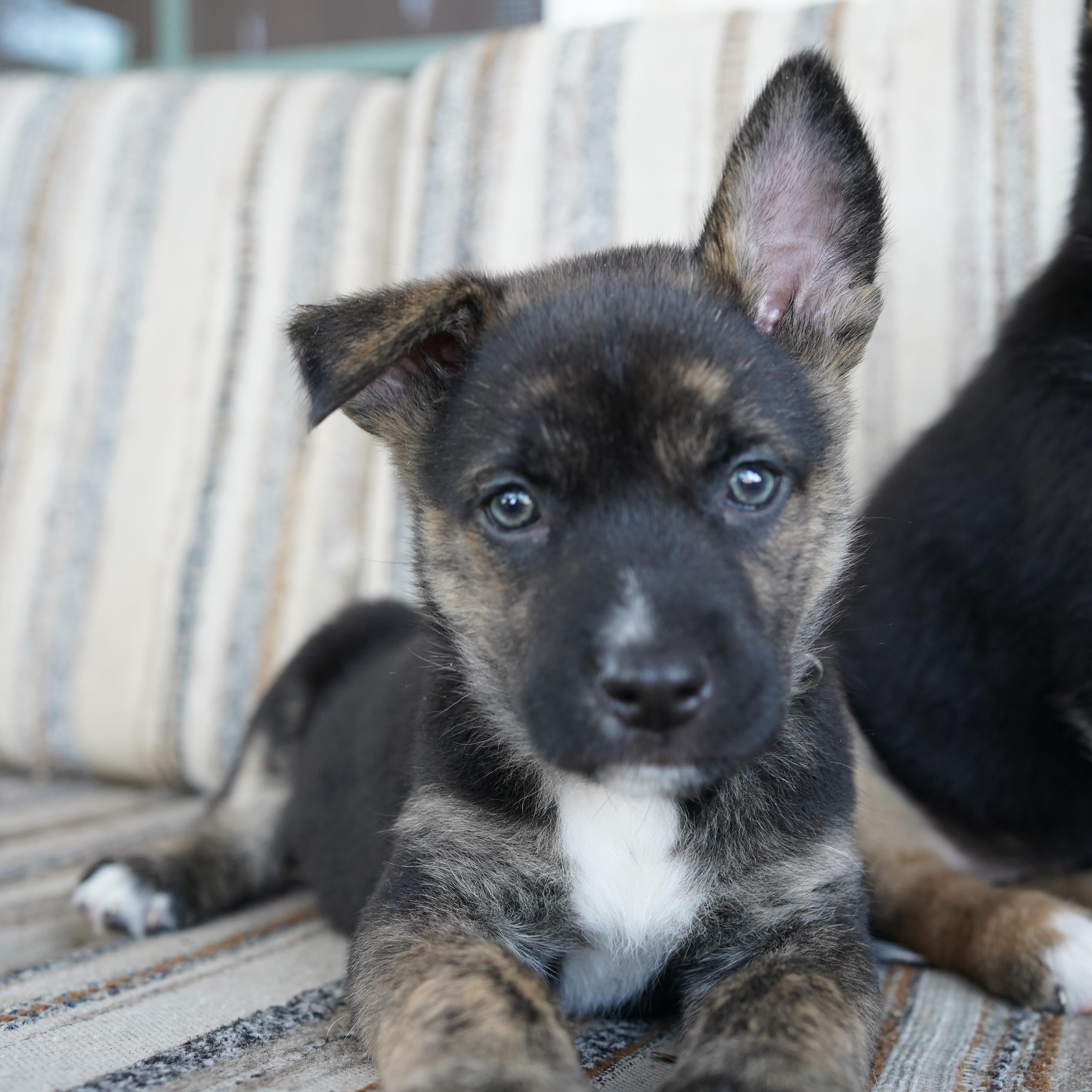 Enlarge Asher, a Adoptable mixed breed in San Antonio, TX image 1/6