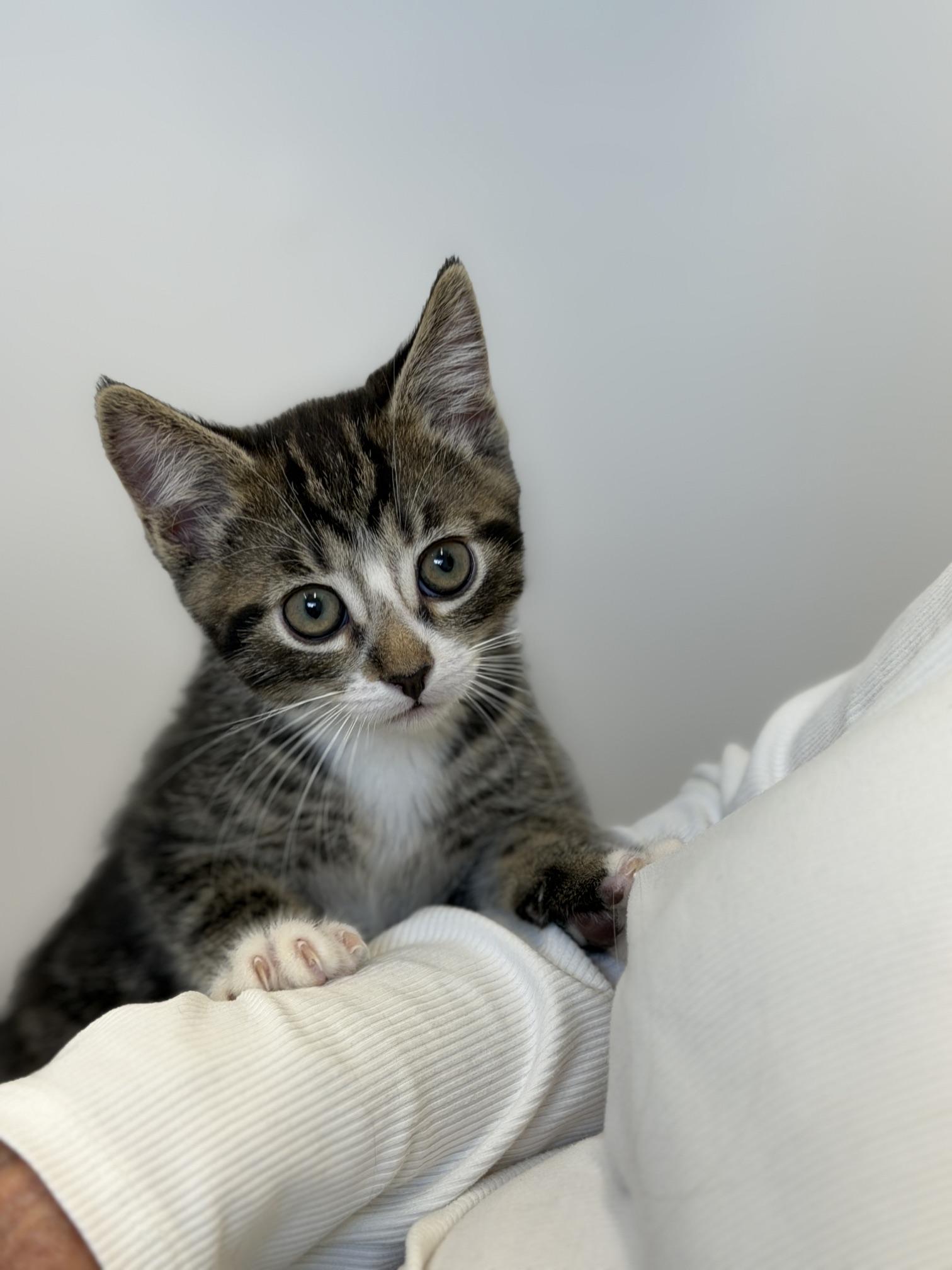 Sole, an adopted Domestic Short Hair in Gardnerville, NV image 2/3