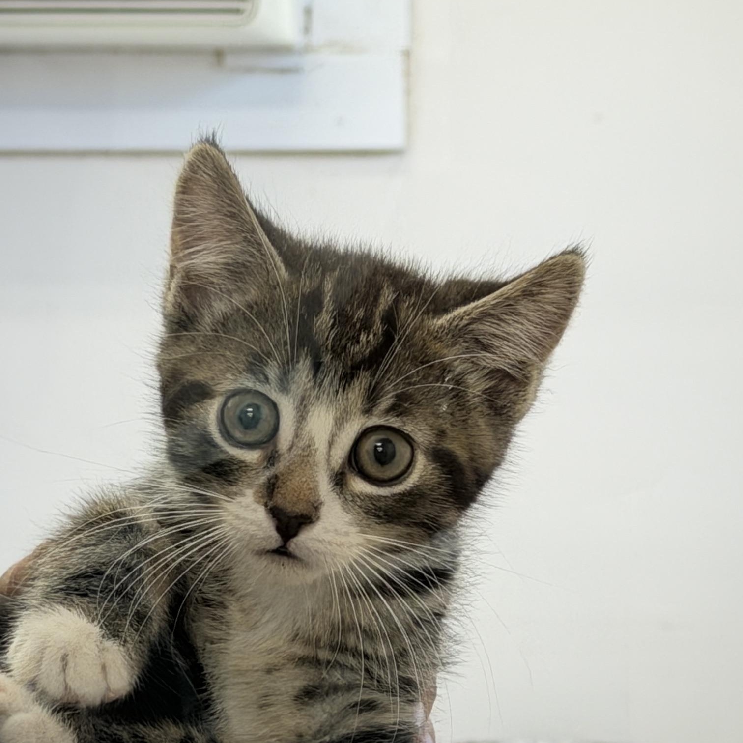 Sole, adopted, Kitten Male Domestic Short Hair.
