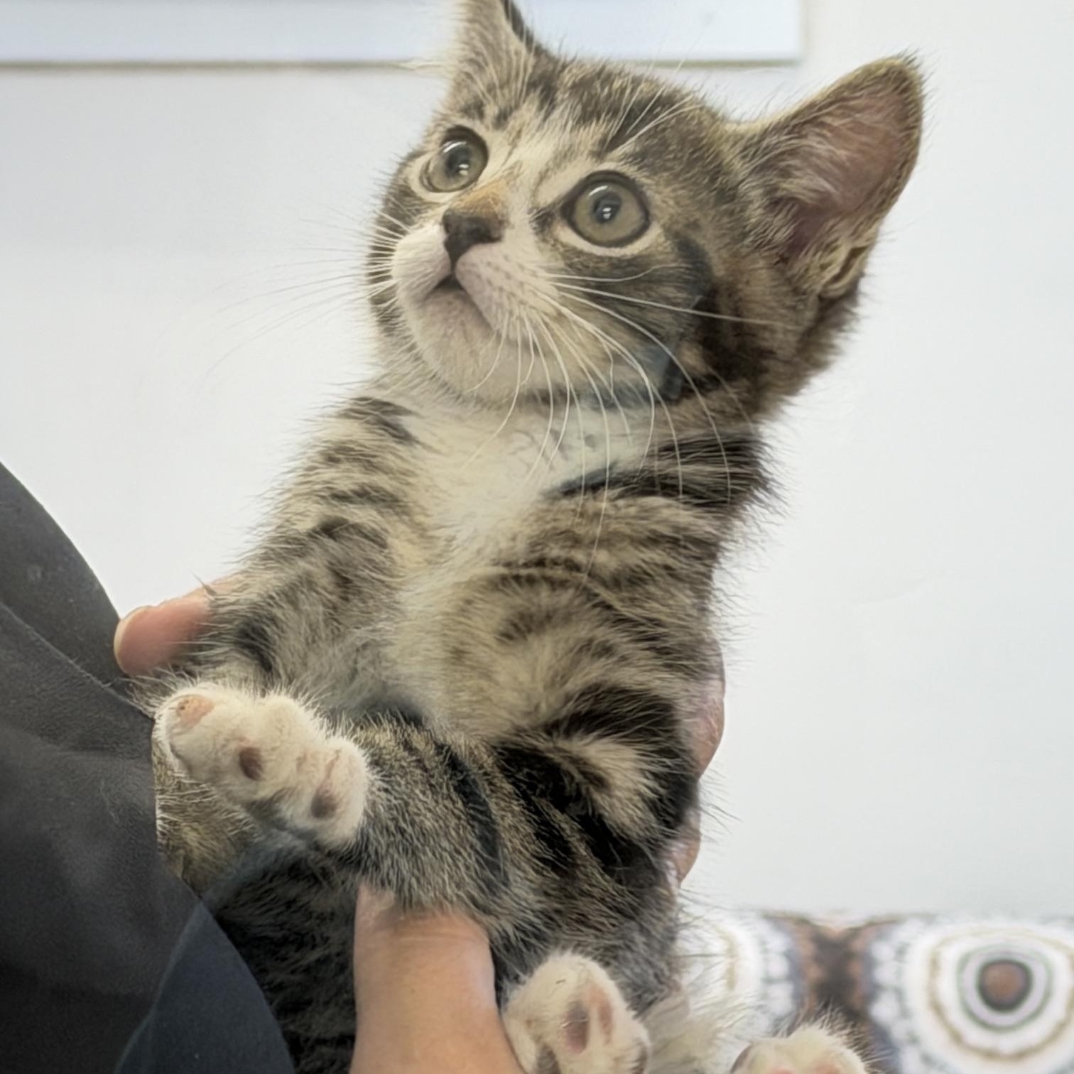 Sole, an adopted Domestic Short Hair in Gardnerville, NV image 3/3
