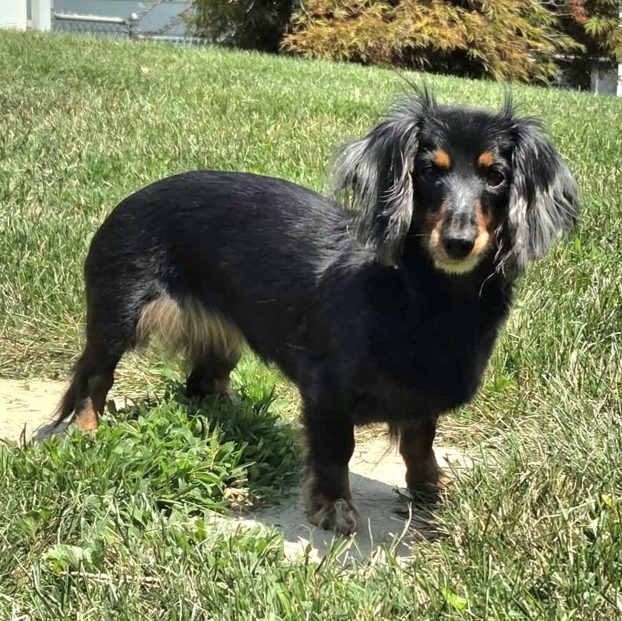 Enlarge Princess, an adopted Dachshund in Omaha, NE image 1/1