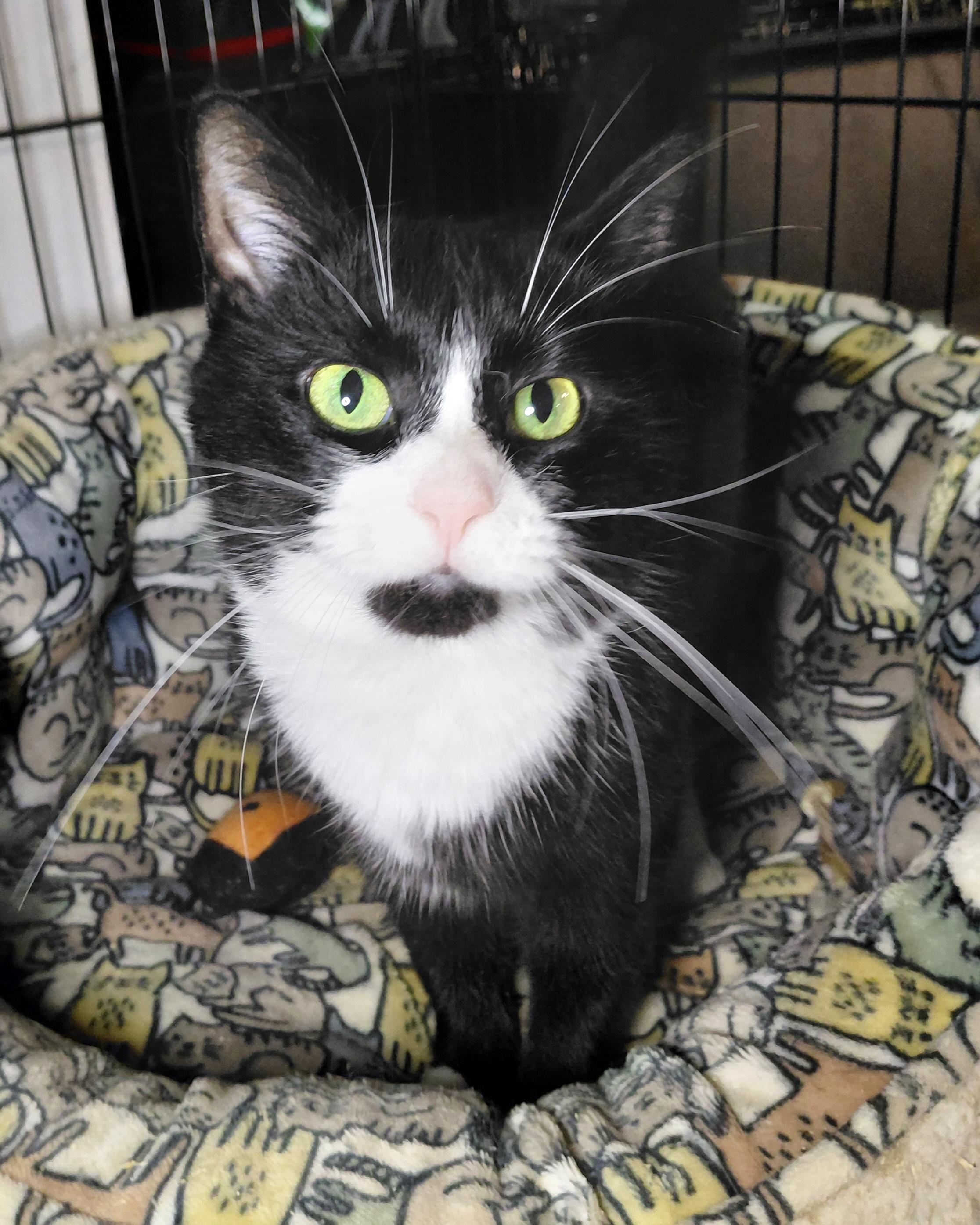 Enlarge Mini, a Adoptable Domestic Short Hair in Bethpage, NY image 1/3