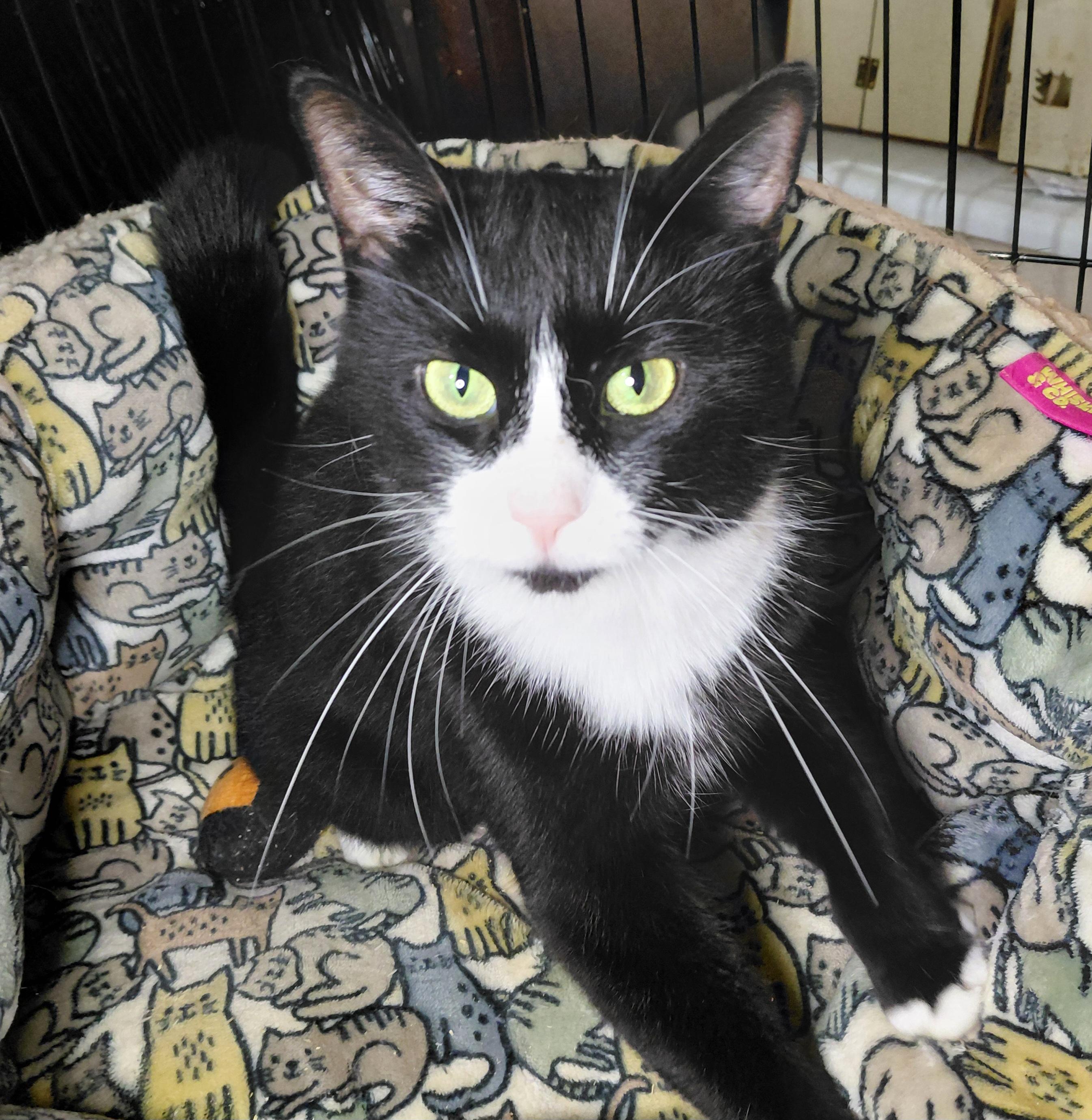 Enlarge Mini, a Adoptable Domestic Short Hair in Bethpage, NY image 2/3