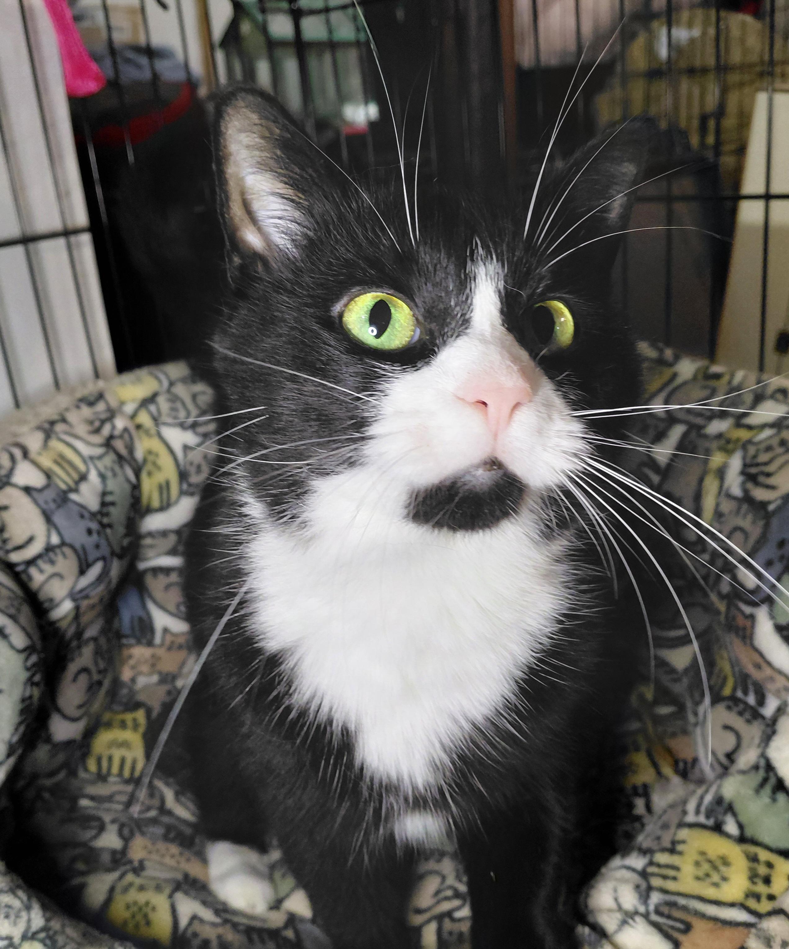 Enlarge Mini, a Adoptable Domestic Short Hair in Bethpage, NY image 3/3
