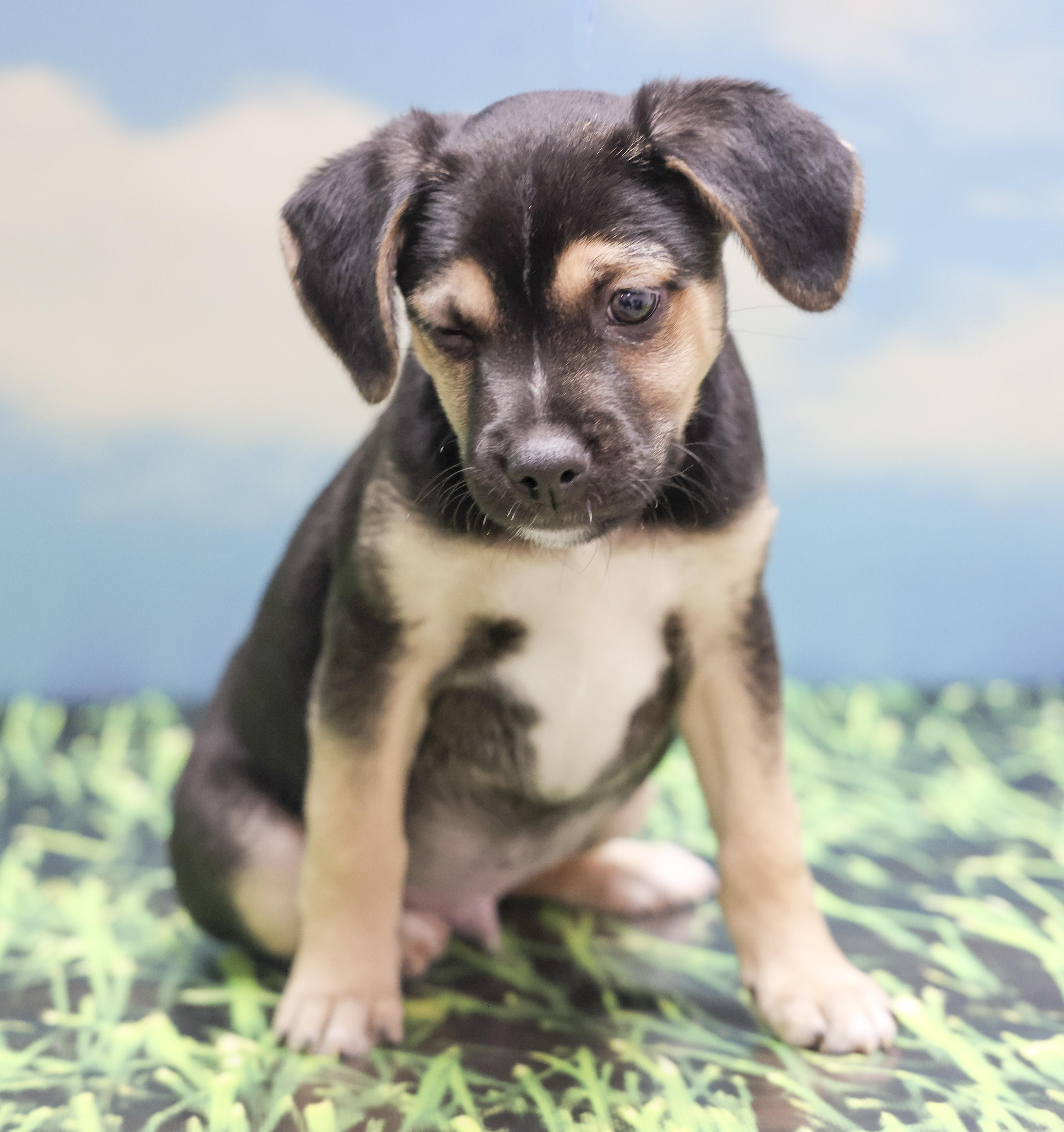 Enlarge Mama Helen's Puppies -- PJ, an adopted mixed breed in Casa Grande, AZ image 2/2
