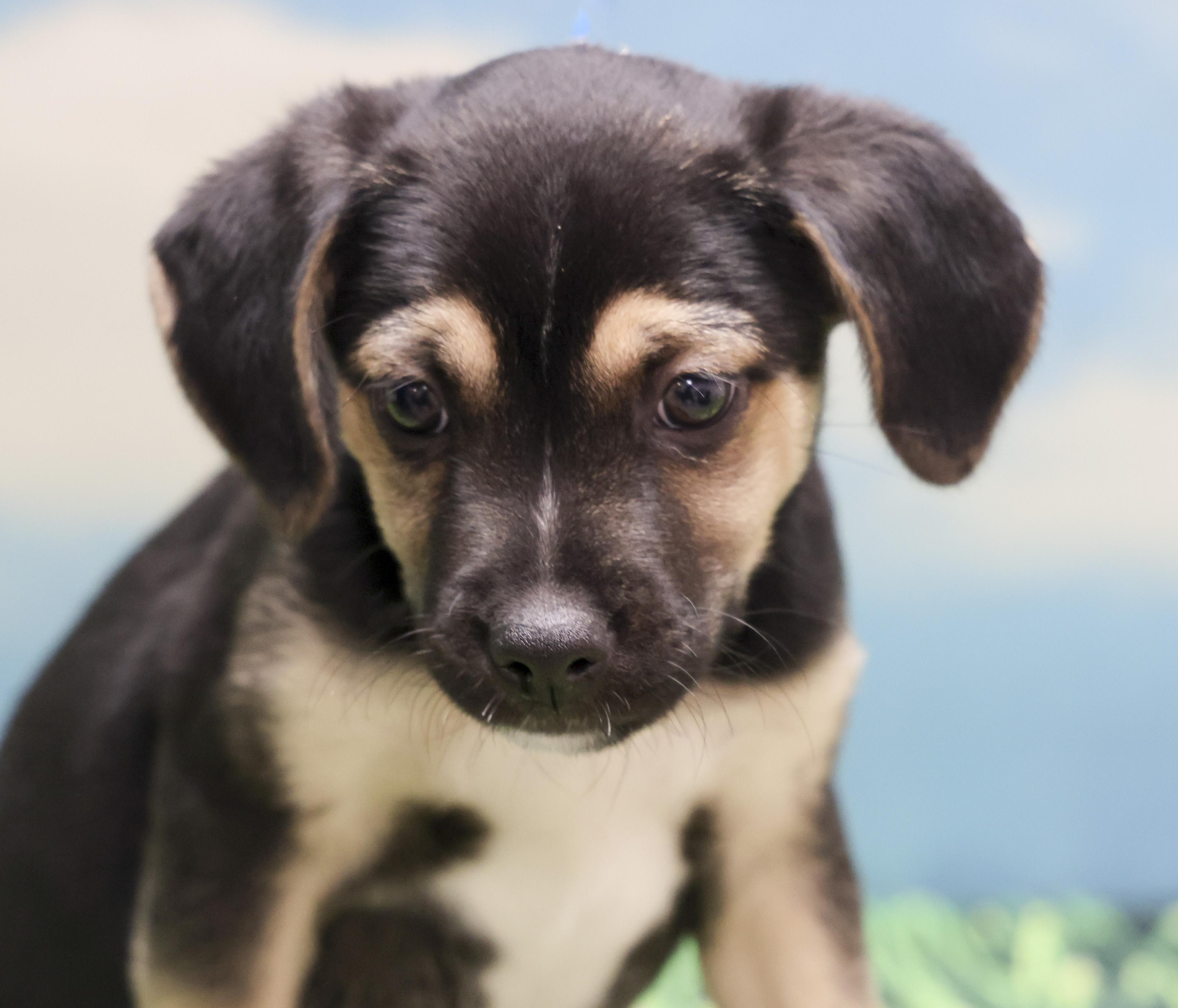 Mama Helen's Puppies -- PJ, adopted, Puppy Male Labrador Retriever.
