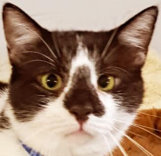 Enlarge Cappuccino, a Adoptable Domestic Short Hair in Mansfield, OH image 1/3