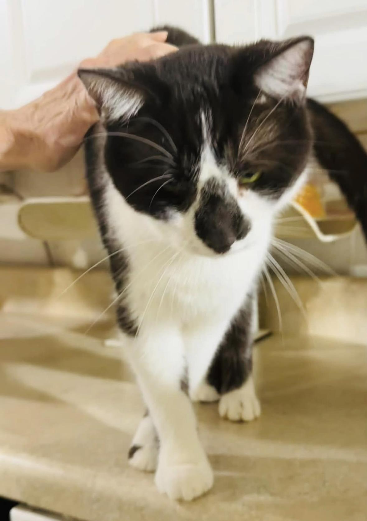 Enlarge Cappuccino, a Adoptable Domestic Short Hair in Mansfield, OH image 2/3