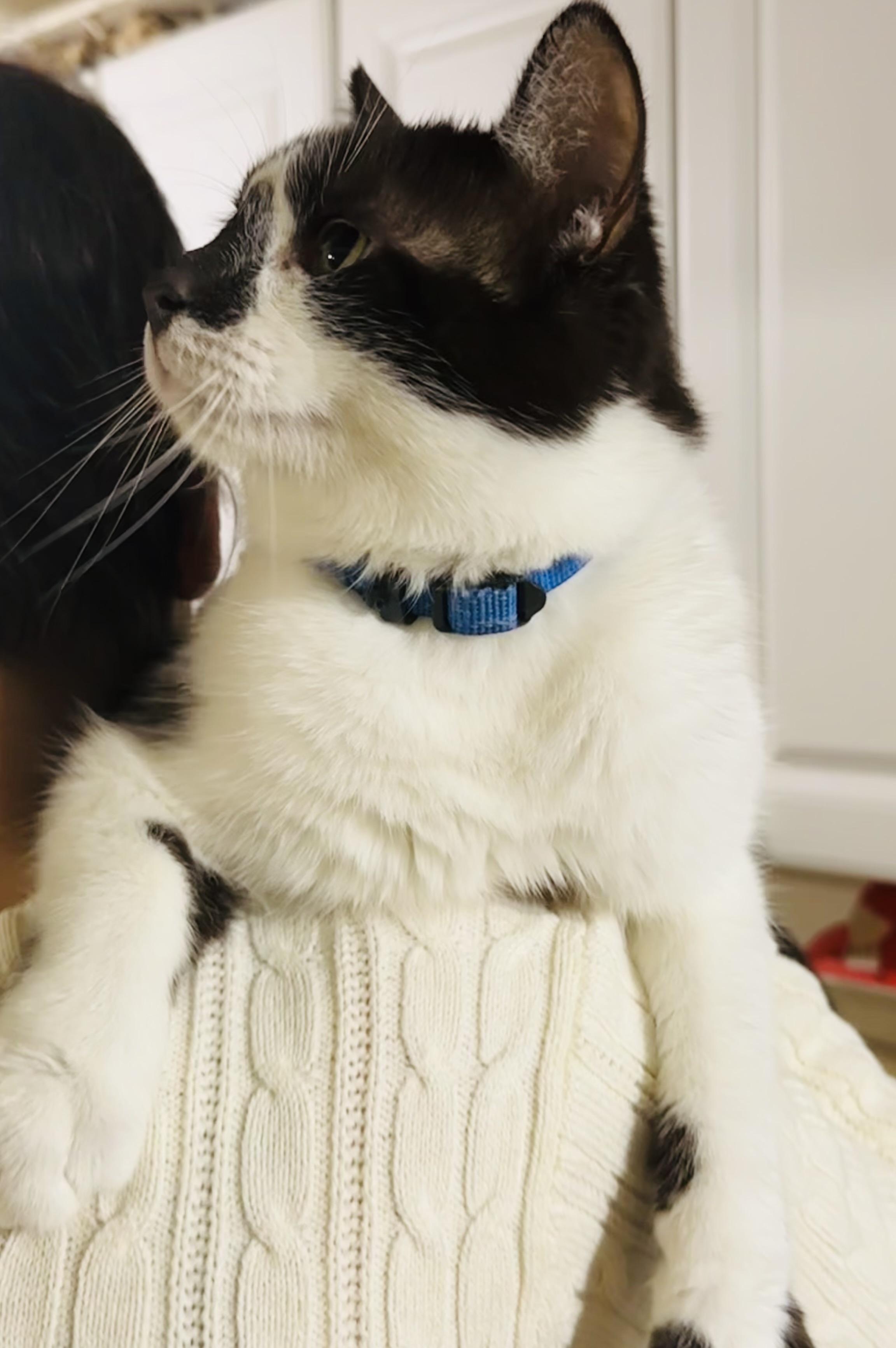 Enlarge Cappuccino, a Adoptable Domestic Short Hair in Mansfield, OH image 3/3