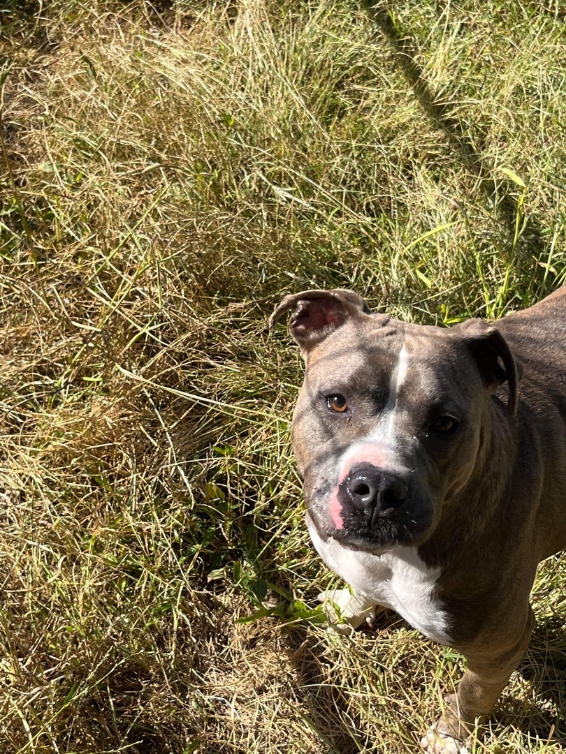 Rosie, a Adoptable mixed breed in New Haven , CT image 2/5