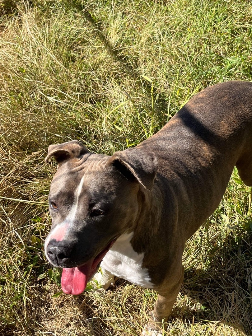 Rosie, a Adoptable mixed breed in New Haven , CT image 5/5