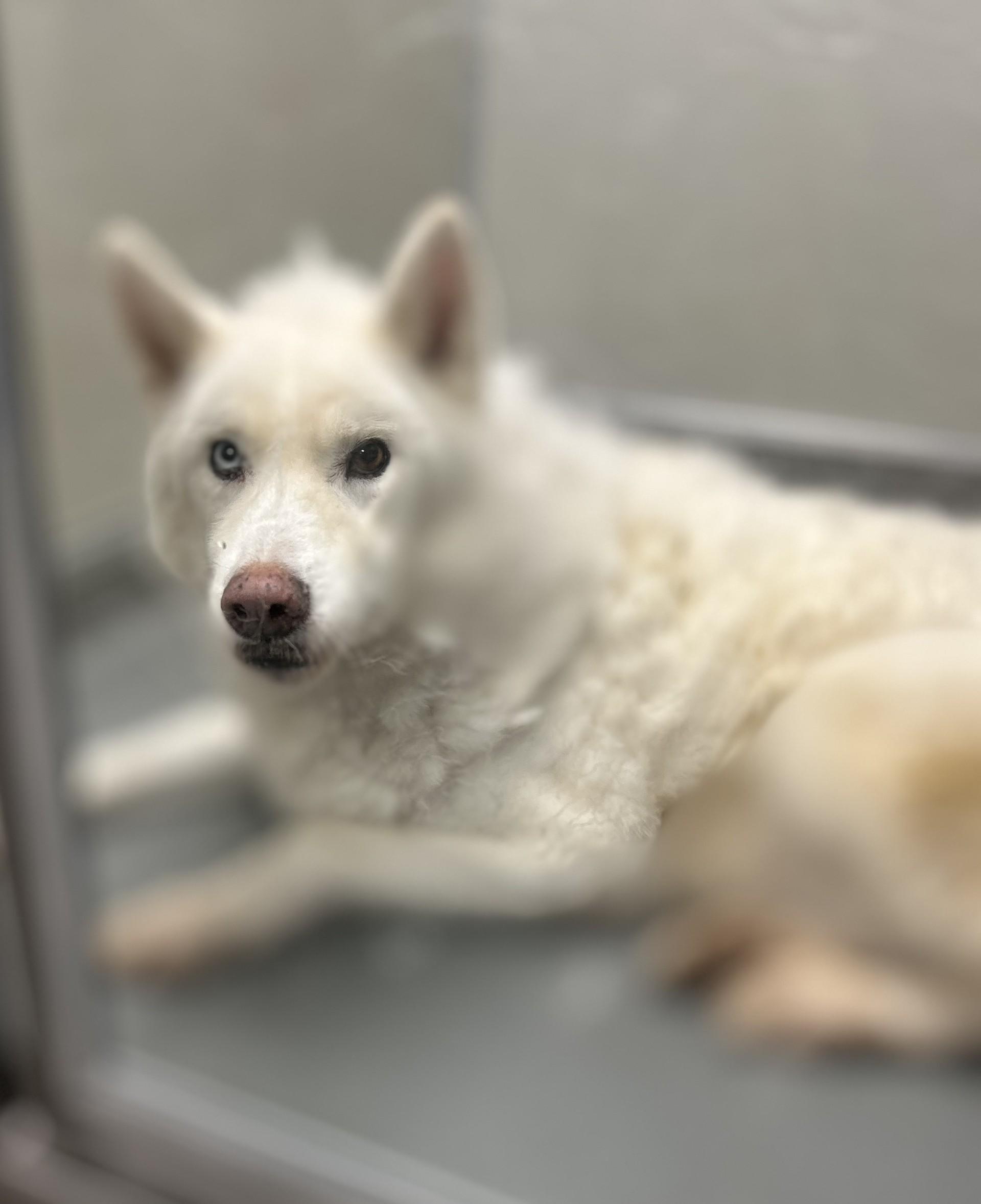 Bear #4167 (408), a Adoptable mixed breed in Victorville, CA image 1/2