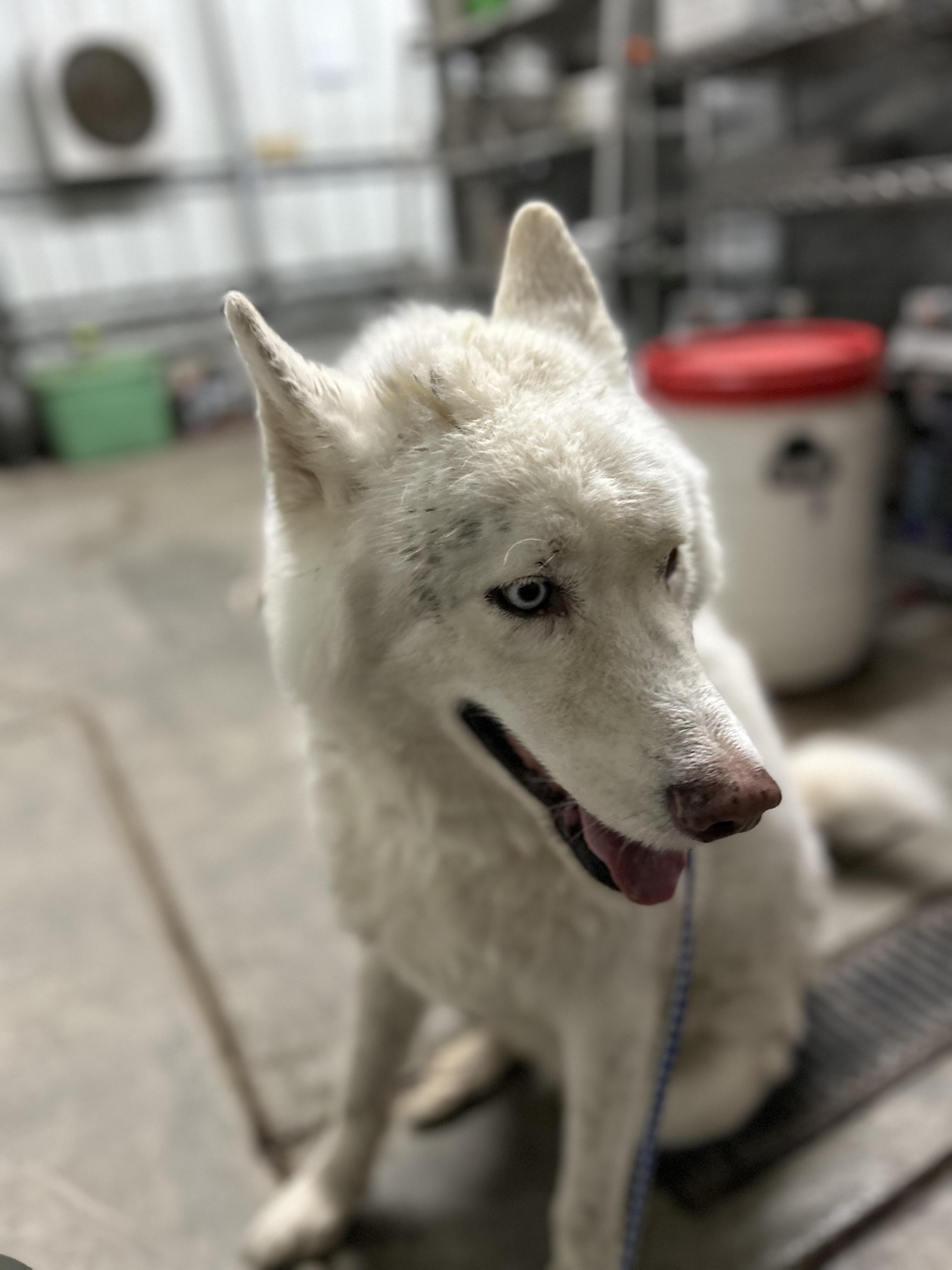 Bear #4167 (408), Adoptable, Senior Male Husky.