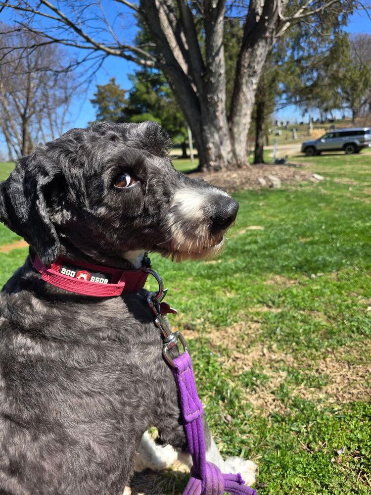 Sophie, Adoptable, Adult Female Poodle & Bernese Mountain Dog.