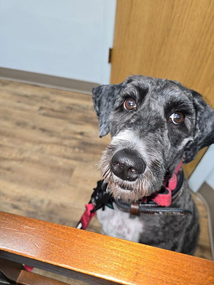 Enlarge Sophie, a Adoptable mixed breed in Loveland, OH image 2/5