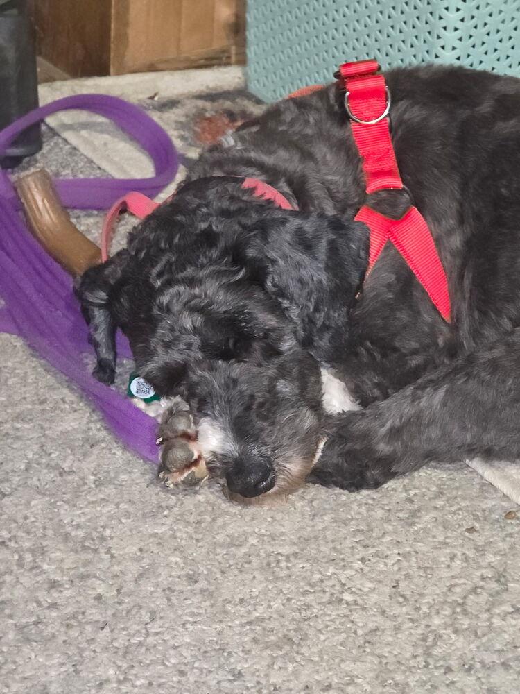 Enlarge Sophie, a Adoptable mixed breed in Loveland, OH image 3/5