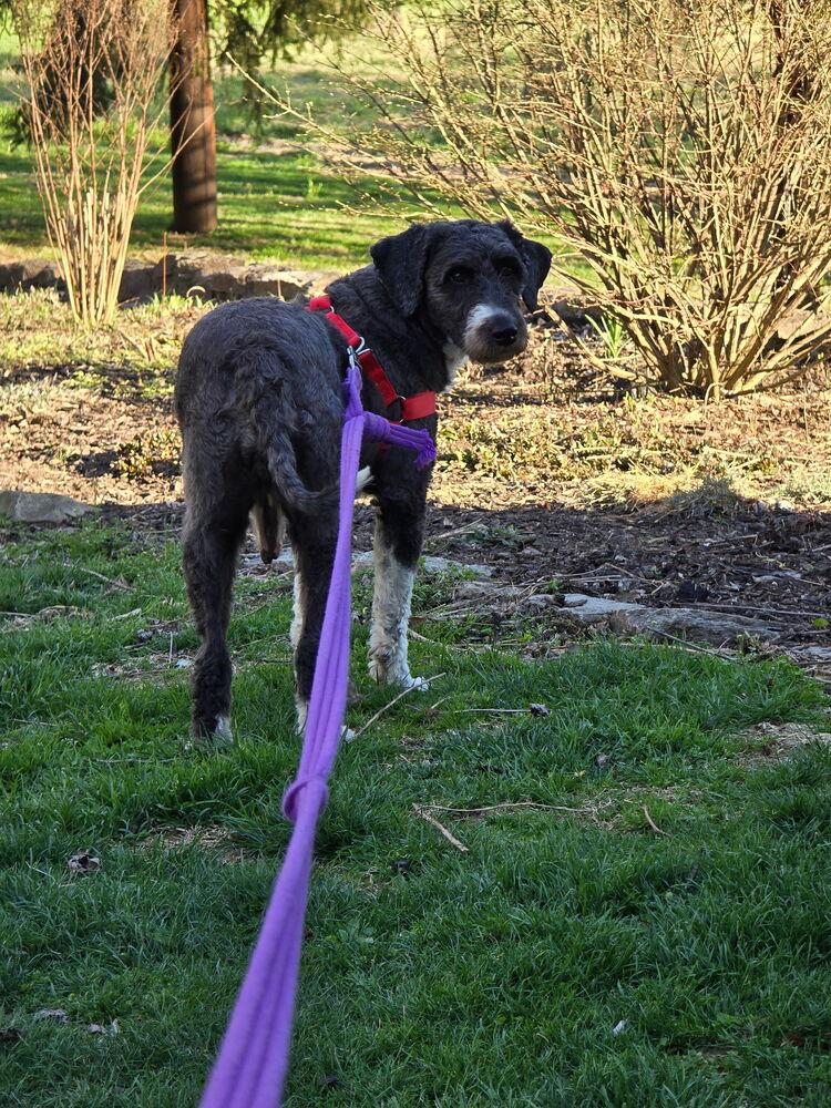 Enlarge Sophie, a Adoptable mixed breed in Loveland, OH image 4/5