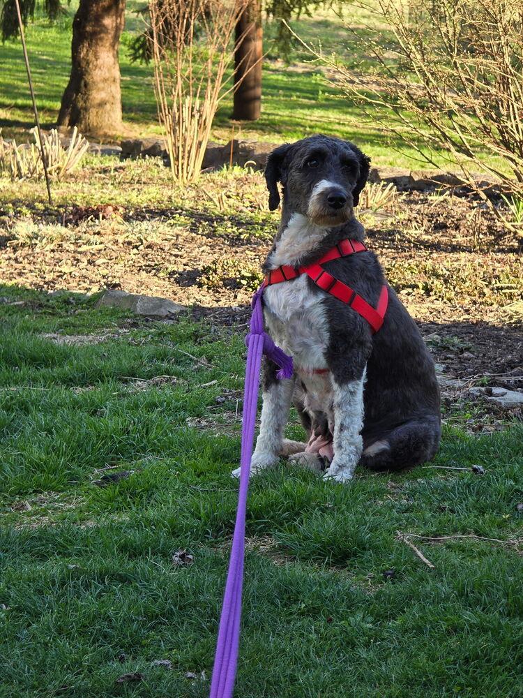 Enlarge Sophie, a Adoptable mixed breed in Loveland, OH image 5/5