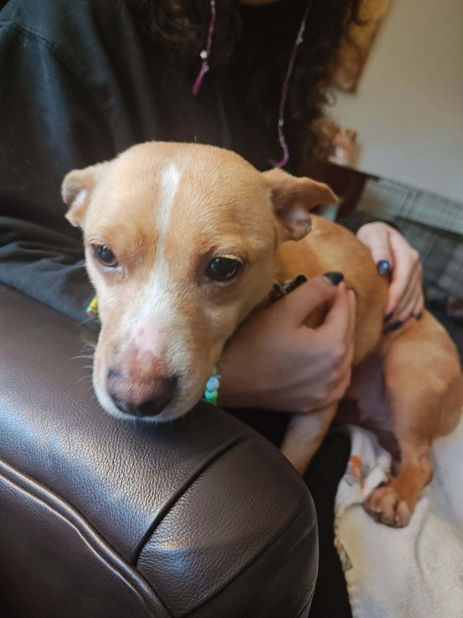 Rosie, a ADOPTABLE mixed breed in Albany, NY image 6/6