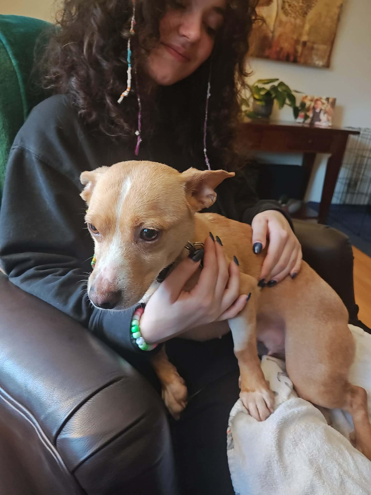 Rosie, a ADOPTABLE mixed breed in Albany, NY image 4/6