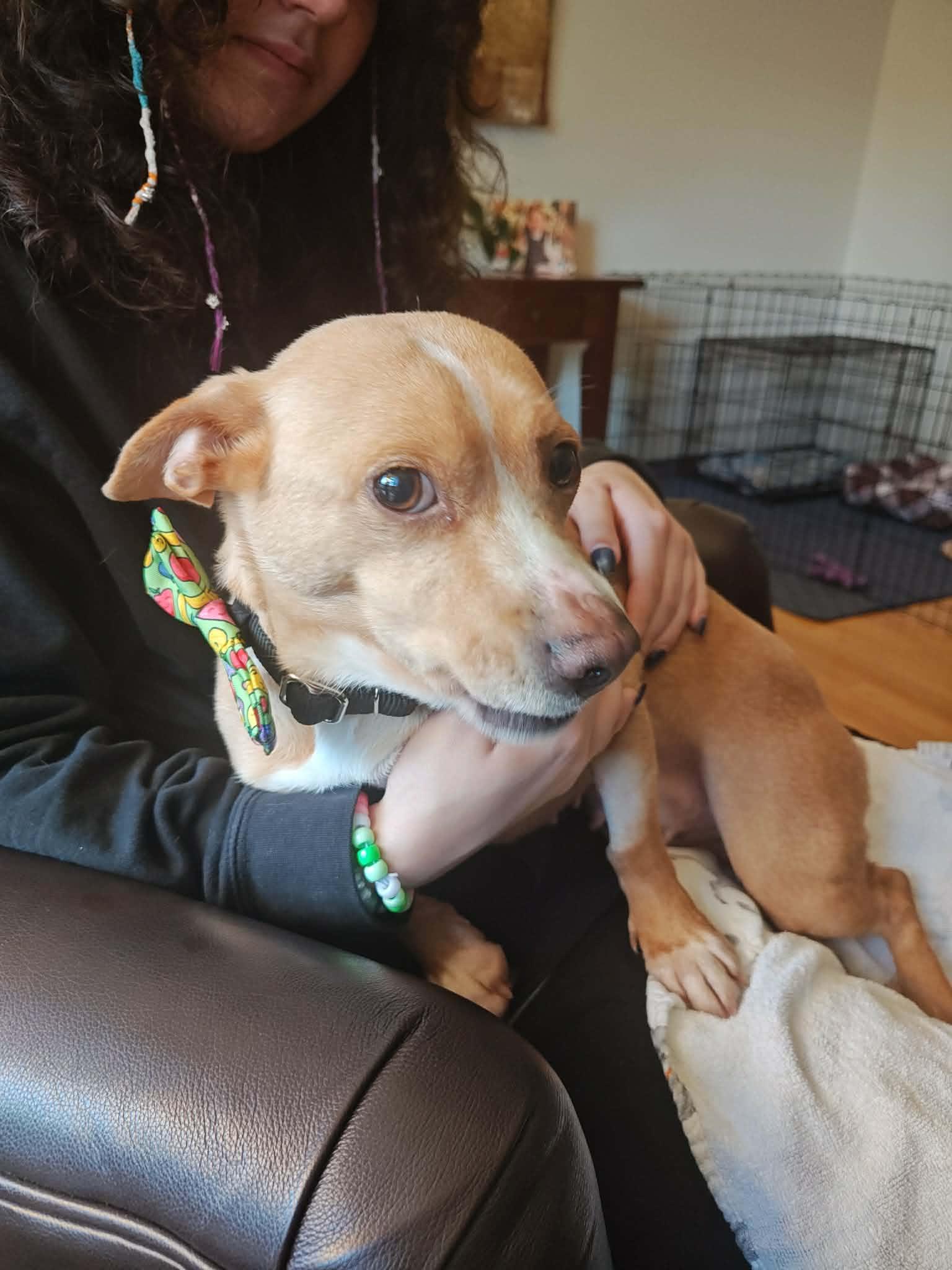 Rosie, a ADOPTABLE mixed breed in Albany, NY image 3/6