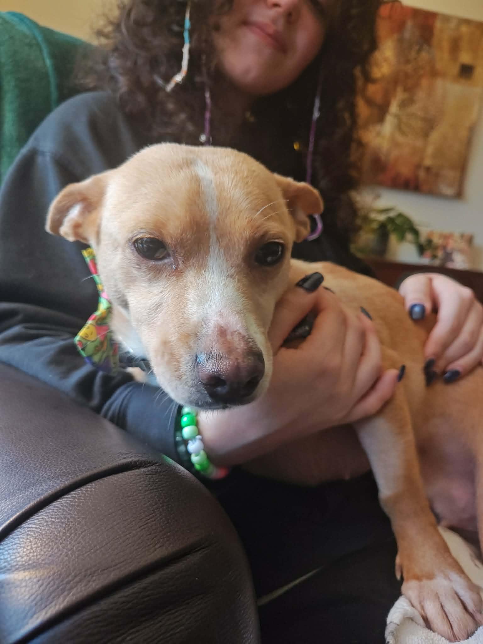 Rosie, a ADOPTABLE mixed breed in Albany, NY image 2/6