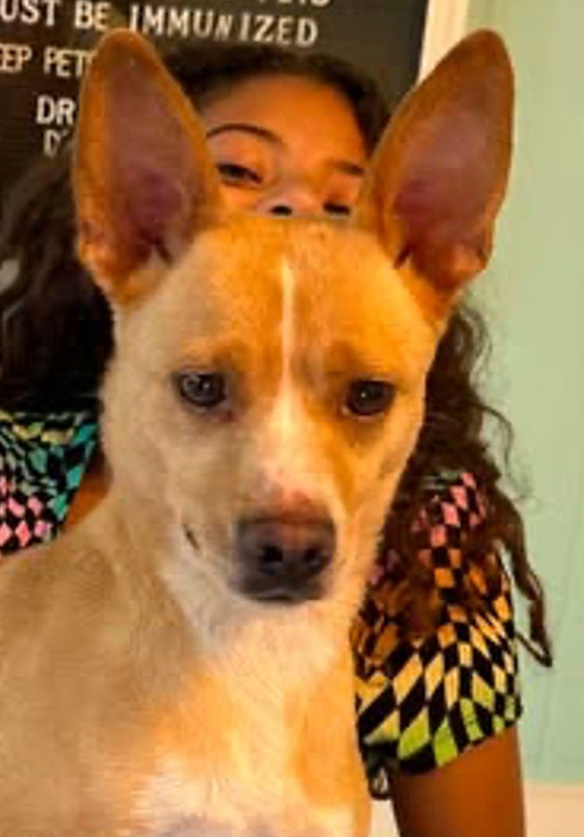 Rosie, ADOPTABLE, Adult Female Corgi.