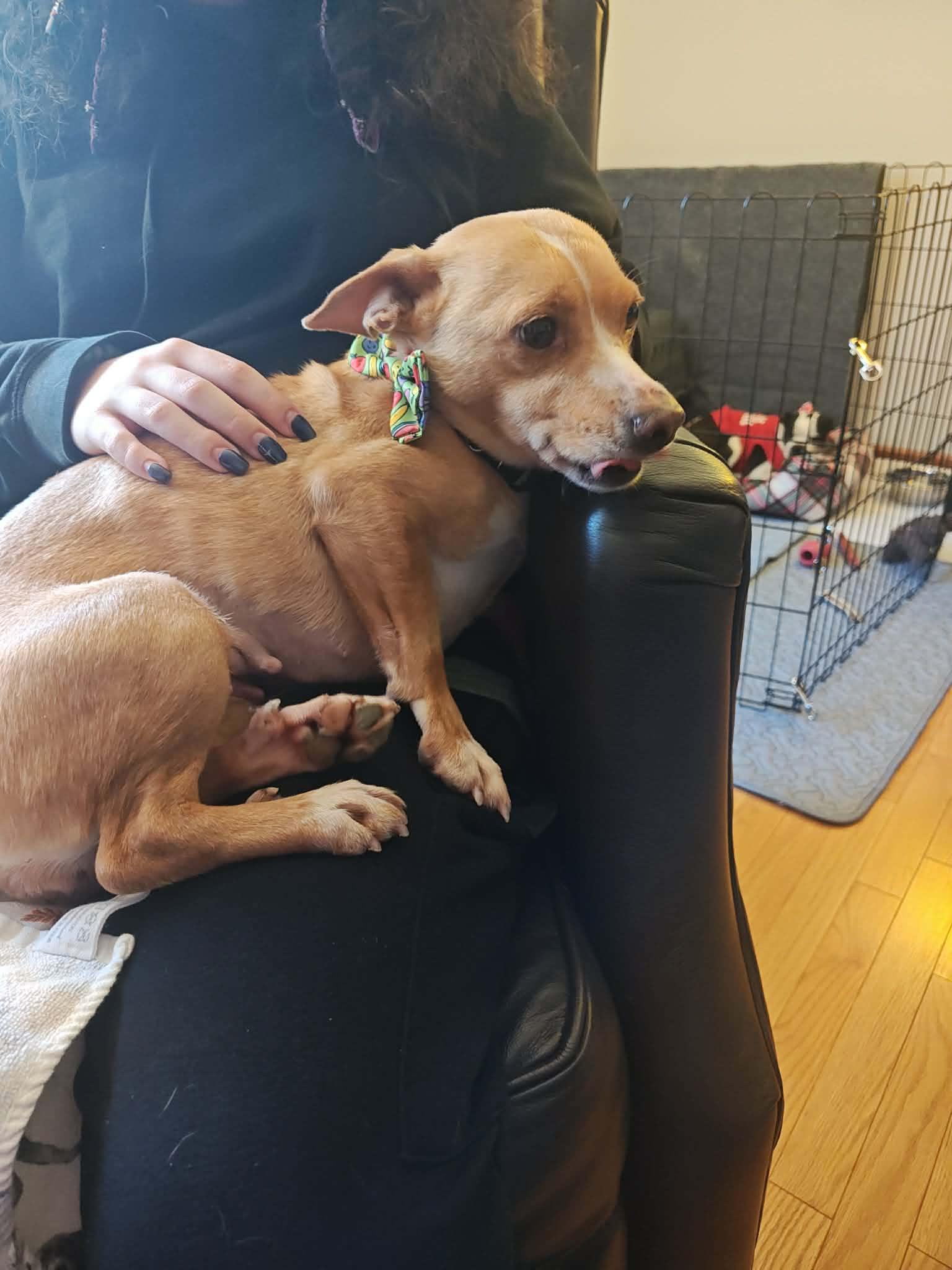 Rosie, a ADOPTABLE mixed breed in Albany, NY image 5/6
