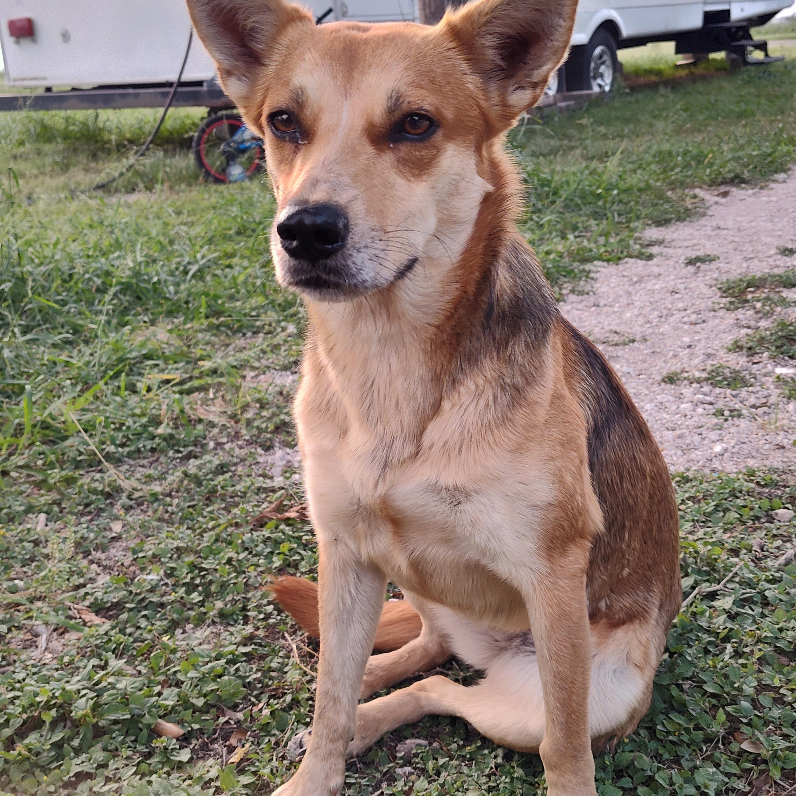 Coyota, an adoptable Carolina Dog in Eau Claire, WI, 54703 | Photo Image 2
