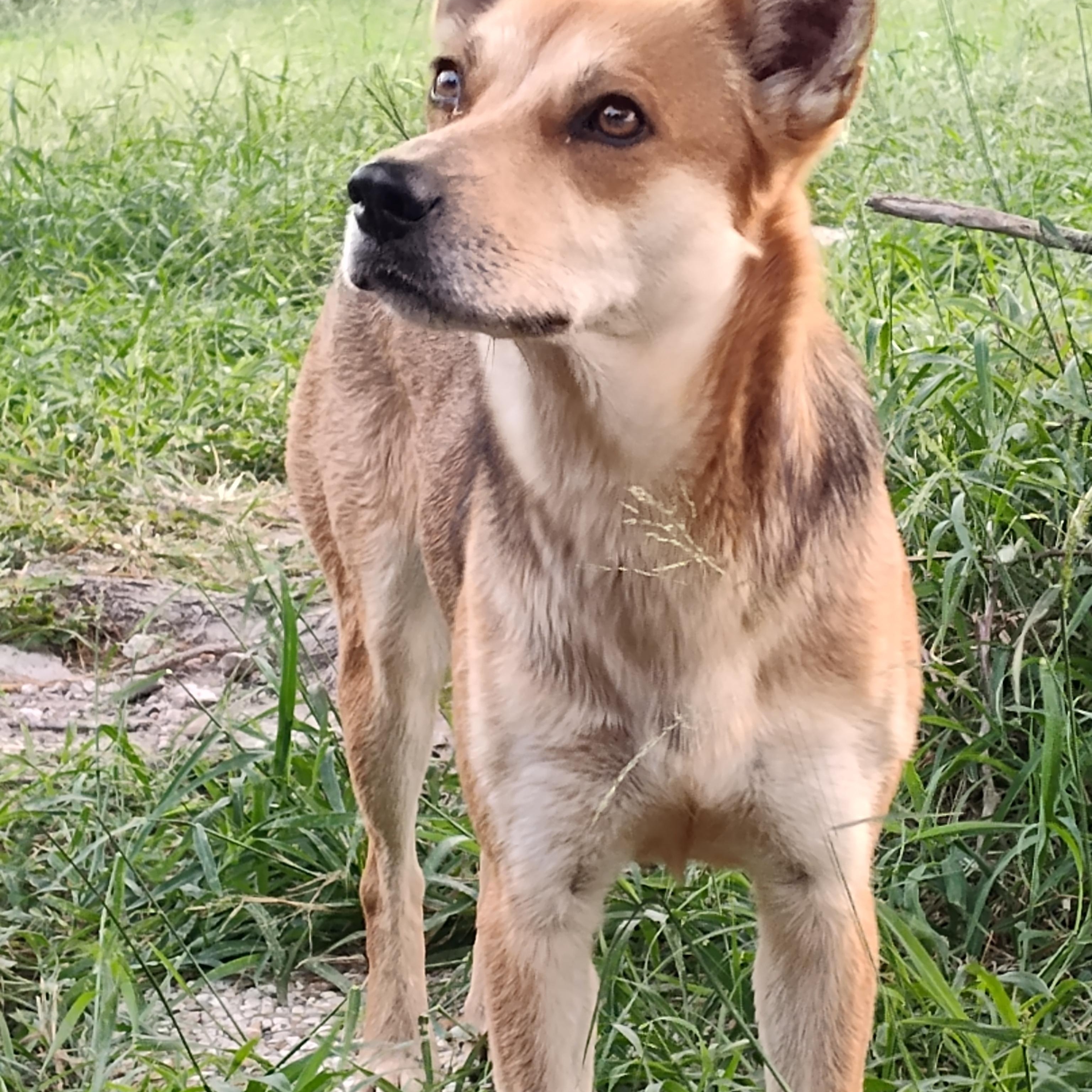 Coyota, Adult Female Carolina Dog