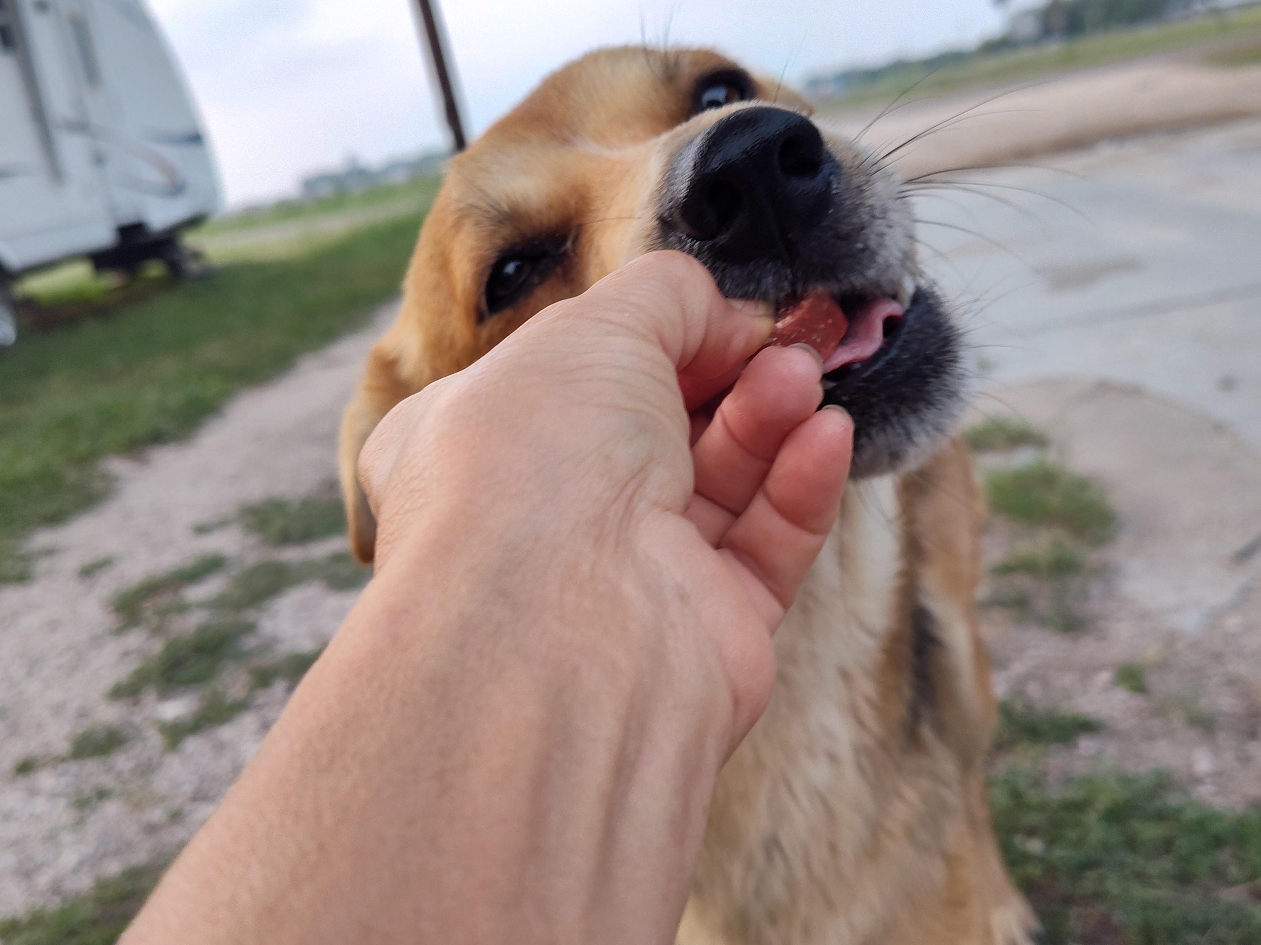 Coyota, an adoptable Carolina Dog in Eau Claire, WI, 54703 | Photo Image 5