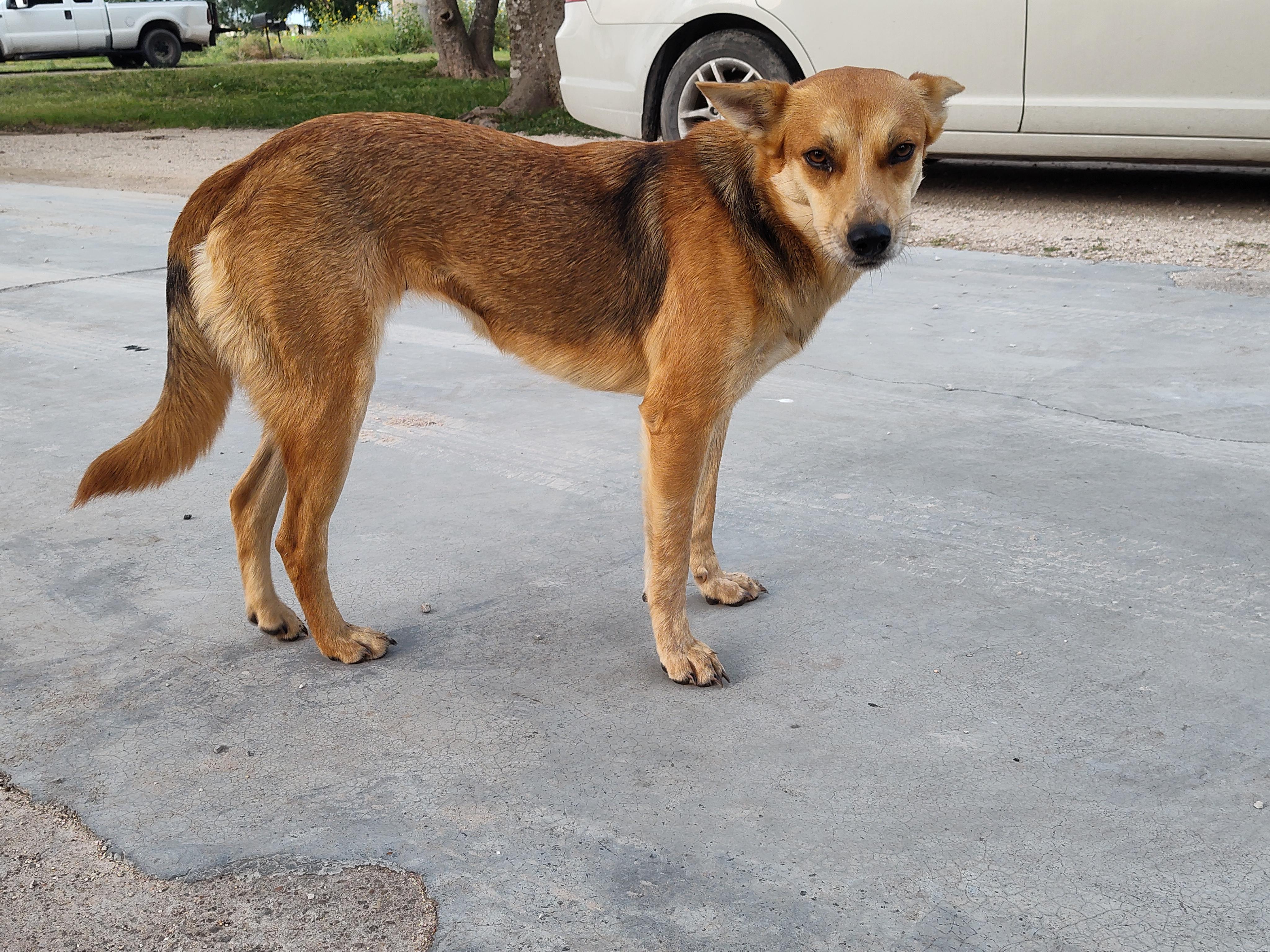Coyota, an adoptable Carolina Dog in Eau Claire, WI, 54703 | Photo Image 3