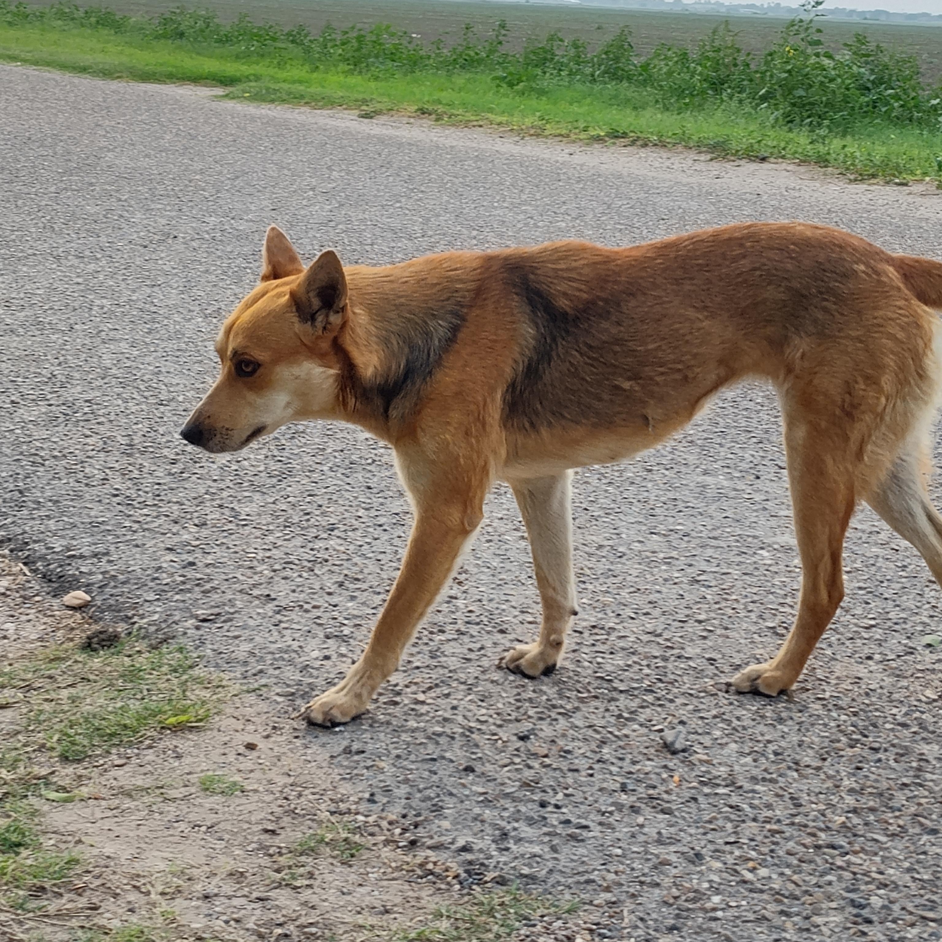 Coyota, an adoptable Carolina Dog in Eau Claire, WI, 54703 | Photo Image 6