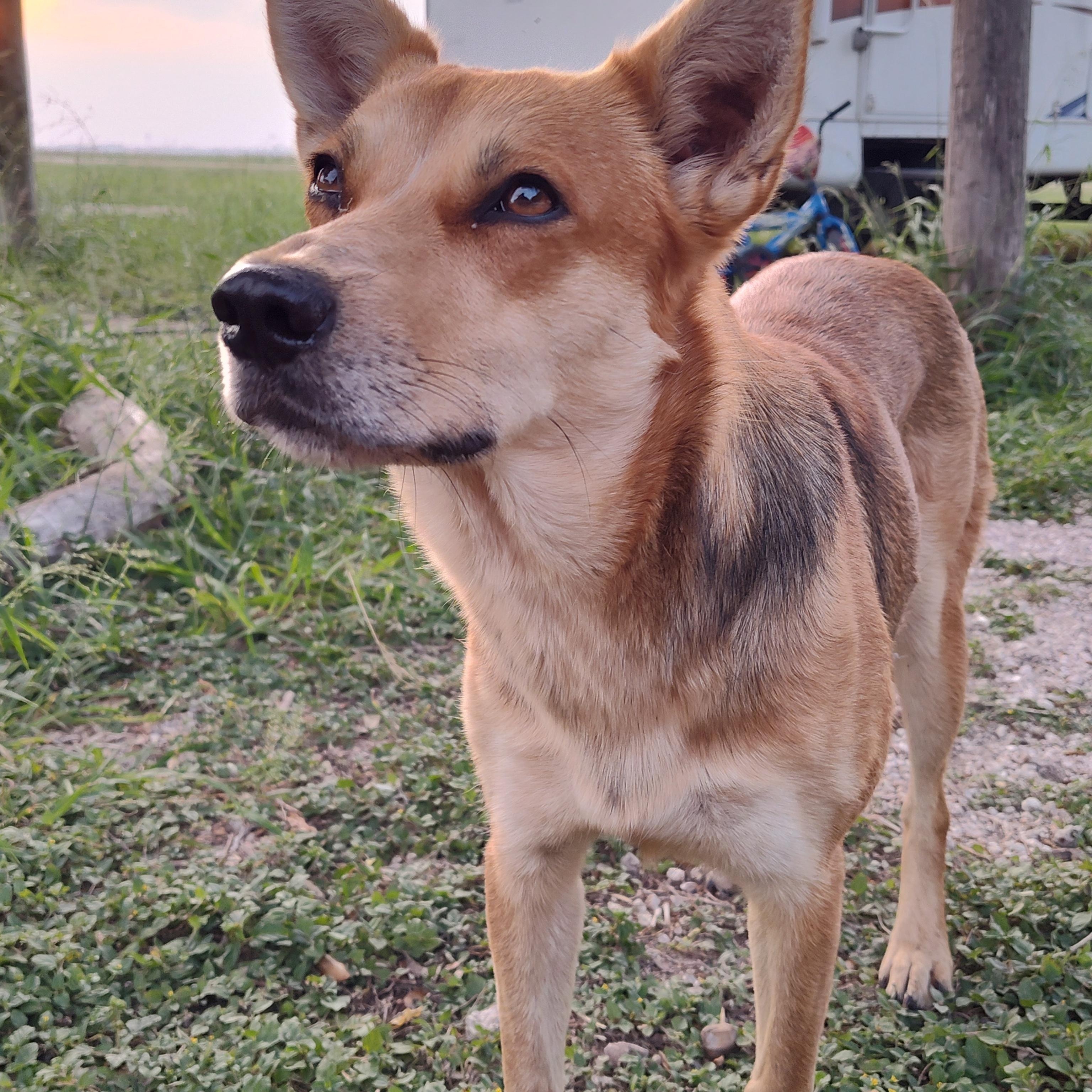 Coyota, an adoptable Carolina Dog in Eau Claire, WI, 54703 | Photo Image 4
