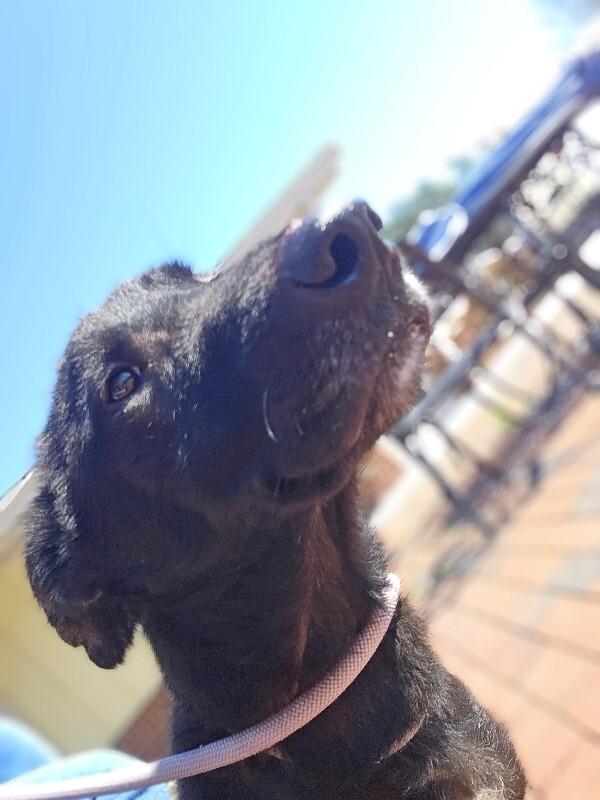Enlarge Lucky, a Adoptable mixed breed in Disputanta, VA image 1/6