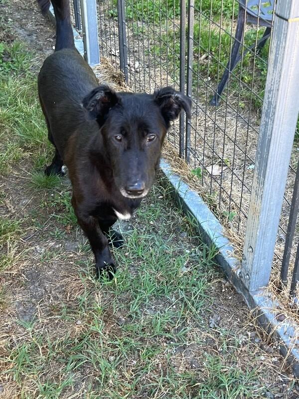 Enlarge Lucky, a Adoptable mixed breed in Disputanta, VA image 2/6