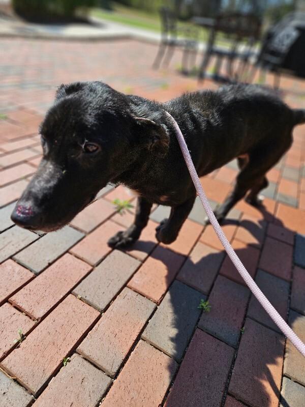 Enlarge Lucky, a Adoptable mixed breed in Disputanta, VA image 3/6