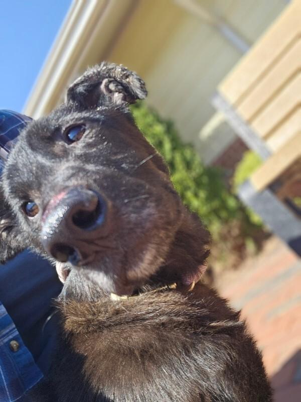 Enlarge Lucky, a Adoptable mixed breed in Disputanta, VA image 4/6