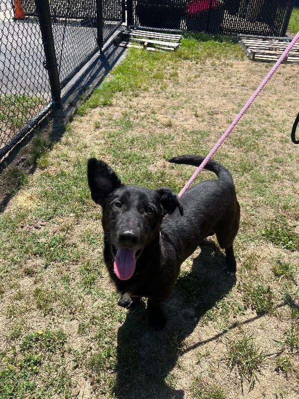 Enlarge Lucky, a Adoptable mixed breed in Disputanta, VA image 5/6