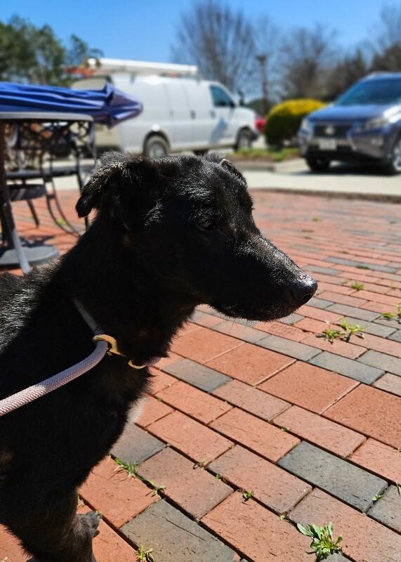 Enlarge Lucky, a Adoptable mixed breed in Disputanta, VA image 6/6